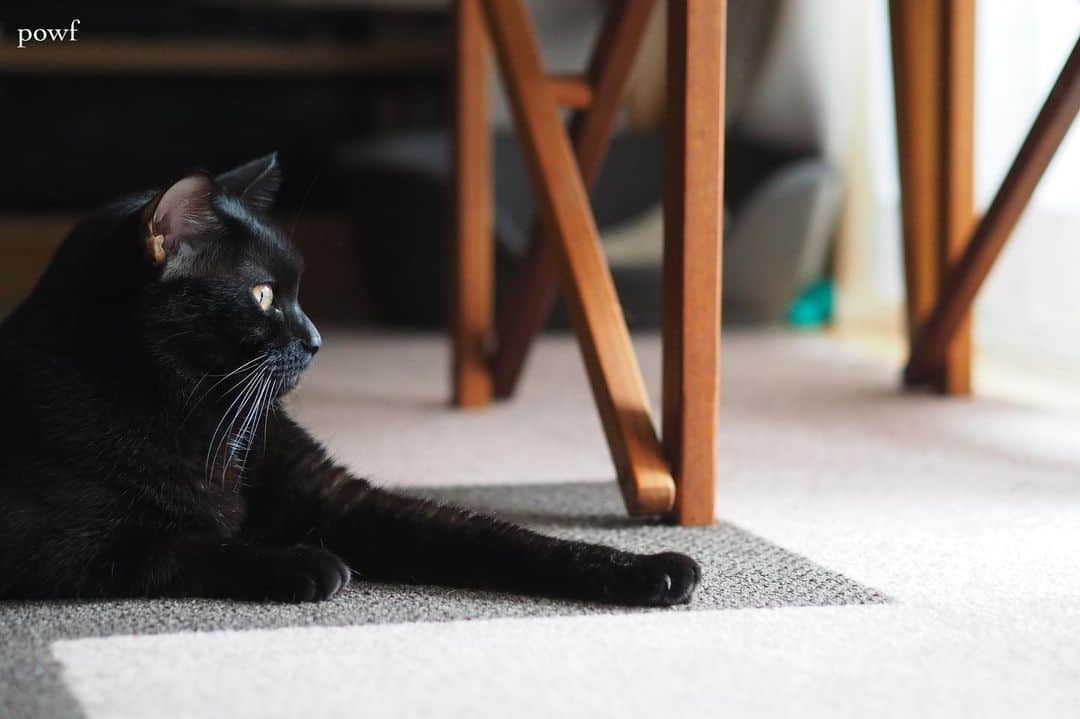 anemone_69のインスタグラム：「. #ハカセとキョウジュ #blackcat #黒猫 #cat #猫 #保護猫 . . .」