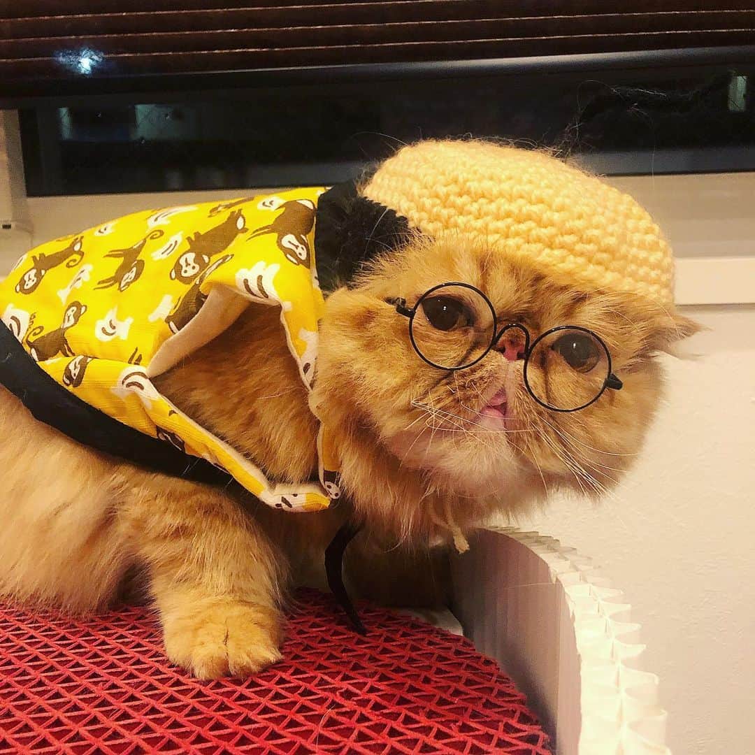 Qさんのインスタグラム写真 - (QInstagram)「Kemuku けむちゃんぺ #腹立つくらい可愛い🤗 #けむくじゃらのけむく #おBちゃん」9月3日 20時42分 - achikochisochi