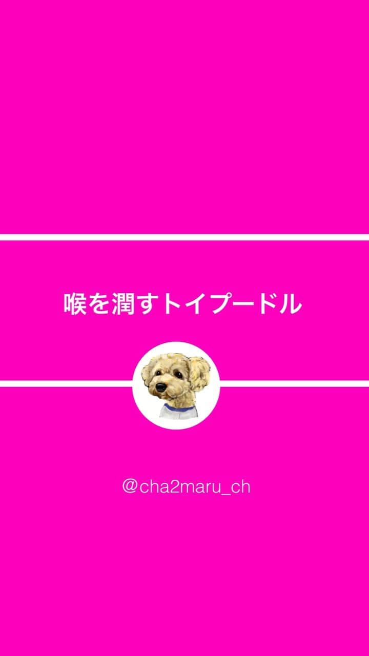 チャチャ丸のインスタグラム