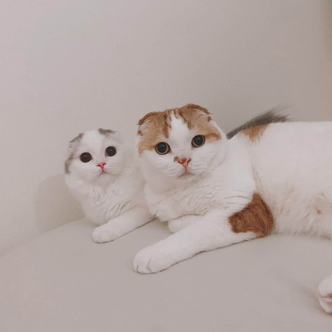 のんたのインスタグラム：「シンクロのんぱん❣️いつも仲良しです ・ #scottishfold #catstagram_japan #catsofinstagram #cats_of_instagram#catoftheday #ilovemycat #bestmeow #catlover #cutecat #kittensofinstagram #cute #スコティッシュフォールド#brotherandsister」