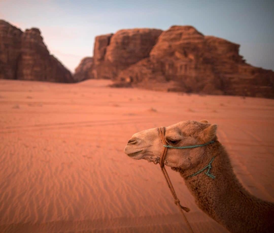 National Geographic Travelさんのインスタグラム写真 - (National Geographic TravelInstagram)「Photo by Muhammed Muheisen @mmuheisen | In Jordan’s desert of Wadi Rum, also known as the Valley of the Moon, cut into the sandstone and granite rock of southern Jordan. For more photos and videos from different parts of the world, follow me @mmuheisen and @mmuheisenpublic #muhammedmuheisen #jordan #الاردن」9月3日 21時09分 - natgeotravel