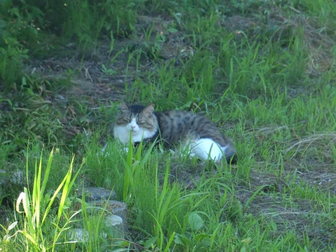 パステルキャットワールドのインスタグラム