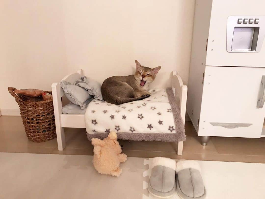 モルト♡Malt(Singapuracat)のインスタグラム：「寝起きのモルト好き♡ 全部好きだけど♡ *」