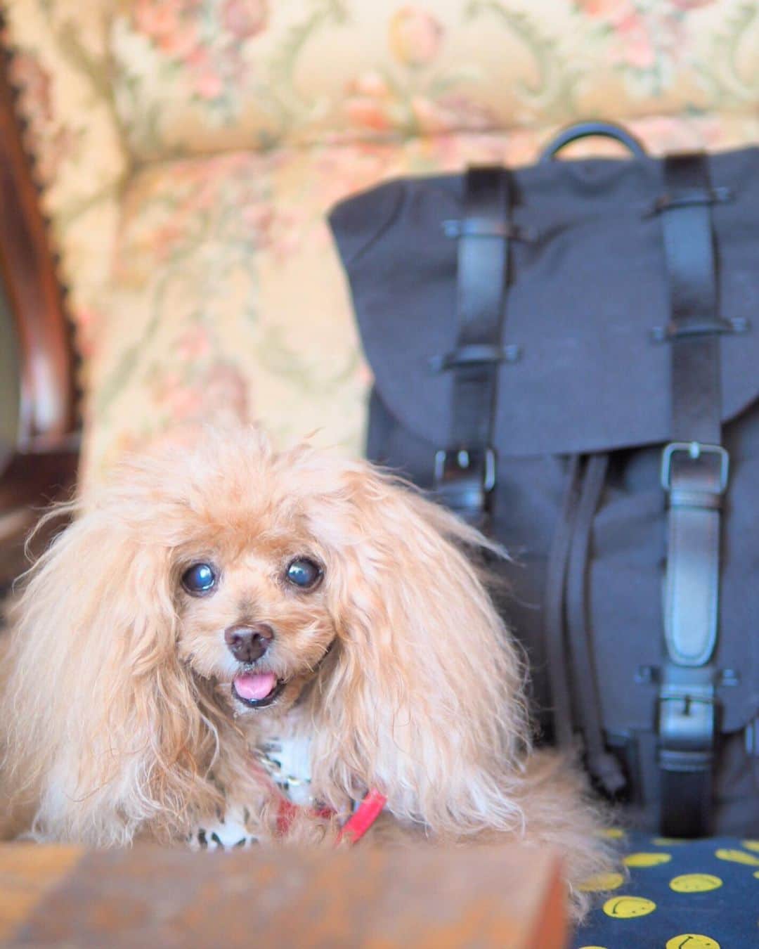 Toypoodle Mikuru?Asakusa Tokyoのグルメインスタ
