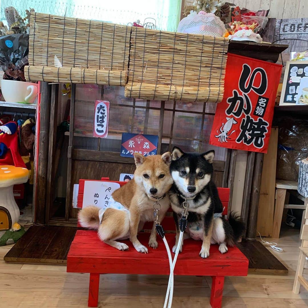 豆柴なつ&ふゆさんのインスタグラム写真 - (豆柴なつ&ふゆInstagram)「We went to dogfriendly cafe😊❤️ ドッグカフェに行ってきました😊❤️ ️ #dogfriendly #ドッグカフェ #pecoいぬ部 #cute #shiba_snap #dogfriendlycafe #cafe #柴犬#shiba #shibainu #shibastagram #shibamania #dogfriendly #豆柴 #shibainumag_feature #instafollow  #dogoftheday #かわいい#instashiba #thedailyshibainu #🐕📷 #ふわもこ部#love#theshibasociety #mameshiba  #柴#proudshibas #cutepets #柴犬マニア #friends」9月3日 21時20分 - mameshiba.natsuinu56