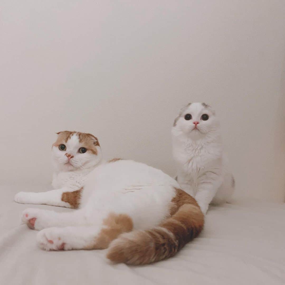 のんたさんのインスタグラム写真 - (のんたInstagram)「のんちゃんが大好きで離れないぱんちゃん いつも近くにいます。 ぼーちゃんは私のそばでじーっと見てることが多いです。寂しい思いをしてるかなと心配になるけど、ぼーちゃんは私を独占しているので大丈夫のはず！たぶん！ ・ #scottishfold #catstagram_japan #catsofinstagram #cats_of_instagram#catoftheday #ilovemycat #bestmeow #catlover #cutecat #kittensofinstagram #cute #スコティッシュフォールド」9月3日 21時56分 - utacci