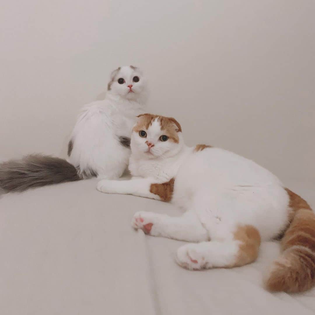 のんたのインスタグラム：「のんちゃんが大好きで離れないぱんちゃん いつも近くにいます。 ぼーちゃんは私のそばでじーっと見てることが多いです。寂しい思いをしてるかなと心配になるけど、ぼーちゃんは私を独占しているので大丈夫のはず！たぶん！ ・ #scottishfold #catstagram_japan #catsofinstagram #cats_of_instagram#catoftheday #ilovemycat #bestmeow #catlover #cutecat #kittensofinstagram #cute #スコティッシュフォールド」