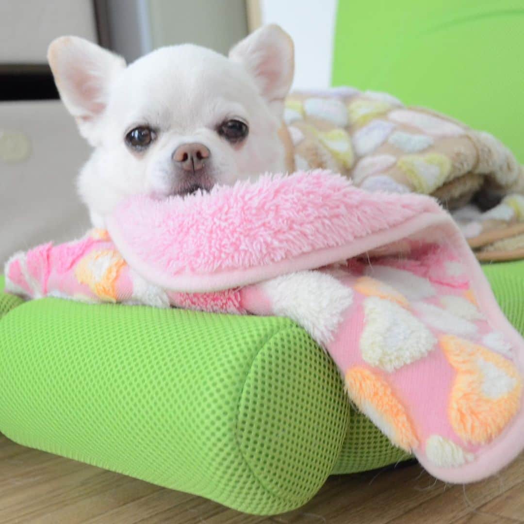 KORIKIのインスタグラム：「おはようございます♪ * こりきの指定席になった #腹筋くん #dogofsapporo #dog, #dogs, #dogstagram,#chihuahua,#犬バカ部,#チワワ,#koriki, #hanadog #白スムチ連合会, #スムチー,  #dogofthedayjp, #dogoftheday  #ilovemydog #instadog #instapet #WhiteChihuahua  #吉娃娃 #치와와  #dogsofinstagram #Chihuahualover  #ชิวาวา #チワワの輪 #barkbox #WhiteChihuahuaParty #もふもふモフモフ」