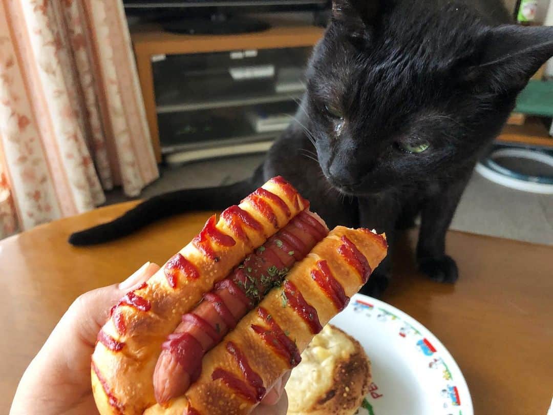 ホタテ＆クラム＆シラスさんのインスタグラム写真 - (ホタテ＆クラム＆シラスInstagram)「手で掴む食べ物 ＝ 貰えるかもしれない食べ物、と言う謎の公式を持つホタテさん。 #cat #neko #blackcat #猫 #ねこ #黒猫 #catstagram #instagram #instagramjapan #ig_japan #igersjp」9月4日 8時02分 - msy1515