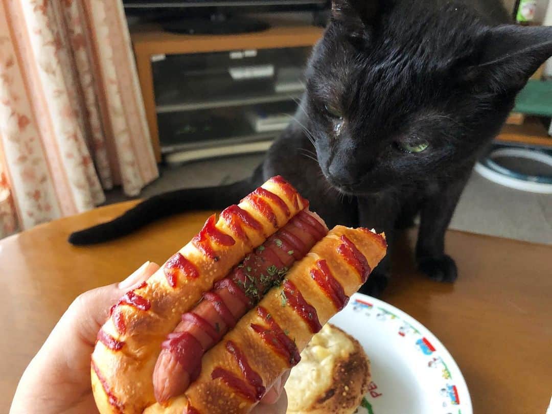 ホタテ＆クラム＆シラスのインスタグラム：「手で掴む食べ物 ＝ 貰えるかもしれない食べ物、と言う謎の公式を持つホタテさん。 #cat #neko #blackcat #猫 #ねこ #黒猫 #catstagram #instagram #instagramjapan #ig_japan #igersjp」
