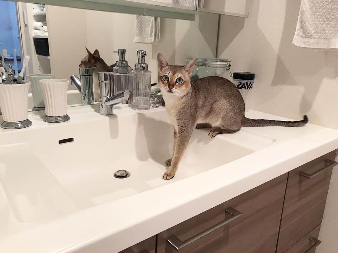 モルト♡Malt(Singapuracat)のインスタグラム：「水待ち⛲️👅」
