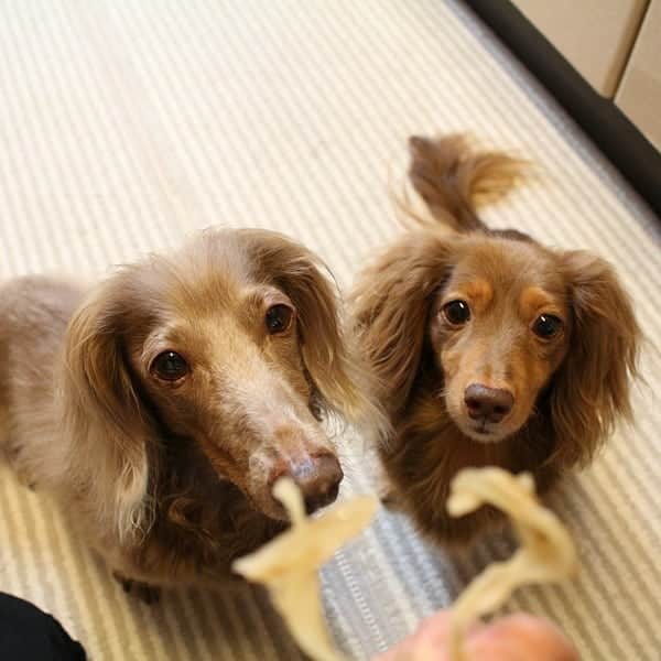 くるみんのインスタグラム：「* 豚🐷耳ジャーキーを作ったよ 茹でてからフードドライヤーで乾燥すること3～4時間 美味しいらしいです  #ミニチュアダックスフンド #ミニチュアダックスフント #ミニチュアダックス #イザベラタン #イザベラ #カニンヘンダックスフント #カニンヘン #カニンヘンダックス #カニンヘンダックスフンド #チョコタンダックス #チョコタン  #ダックス多頭飼い #ダックスフント #ダックスフンドカニンヘン #ダックスフンド #ダックス #わんこなしでは生きていけません会 #いぬばか部 #いぬすたぐらむ #短足部 #all_dog_japan #east_dog_japan #dachshundgram #dachshund #dogstagram #inustagram #instagramdog #kyounodachs #todayswanko #手作りおやつ」
