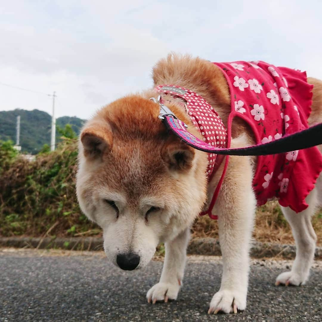 柴子さんのインスタグラム写真 - (柴子Instagram)「おはようございます。 今朝は曇り空、ちょいと蒸すね。　 柴子(仮名)さん、起きてる？ #柴犬　#shibainu #shibastagram」9月4日 8時27分 - senogawadogs