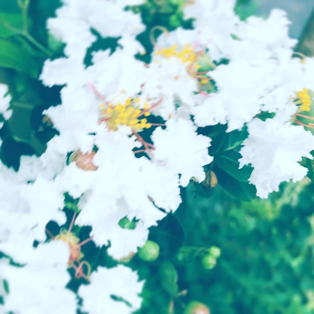 中野敬久さんのインスタグラム写真 - (中野敬久Instagram)「#flower #flowersoflife #white #morningglory #wednesday」9月4日 8時37分 - hirohisanakano