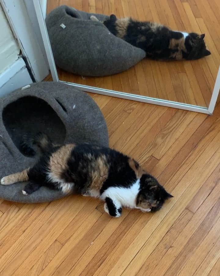 Pudgeのインスタグラム：「Heard snoring from the next room over; walked in to this. #pudgespillethover #pudgepod #pudgesnorezzz」