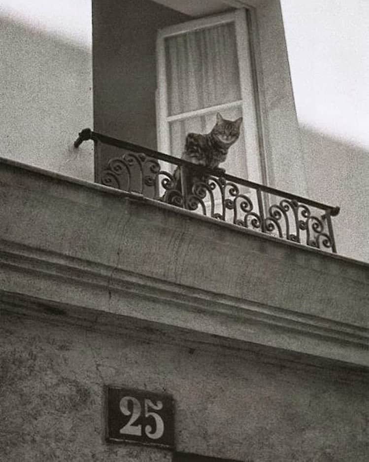Meganさんのインスタグラム写真 - (MeganInstagram)「Parisian cat on the lookout 😻 Unknown photographer #cats #catsofinstagram」9月4日 0時30分 - zanzan_domus