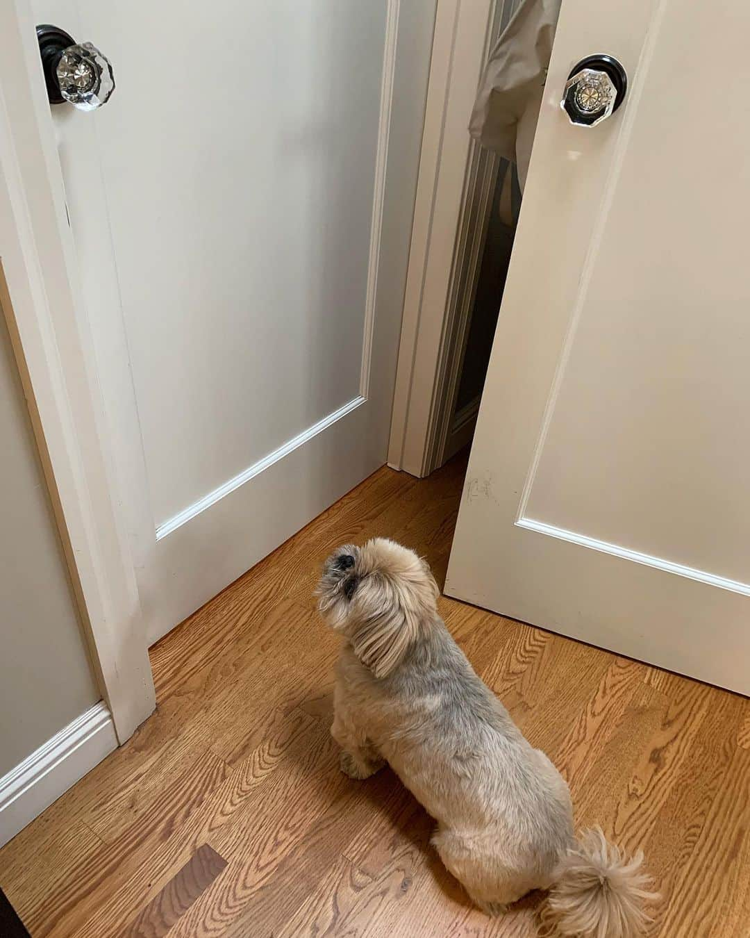 Dougie the Shih Tzuさんのインスタグラム写真 - (Dougie the Shih TzuInstagram)「When the big guy obsession meets the bathroom door. #noprivacy #stalker」9月4日 0時33分 - dailydougie