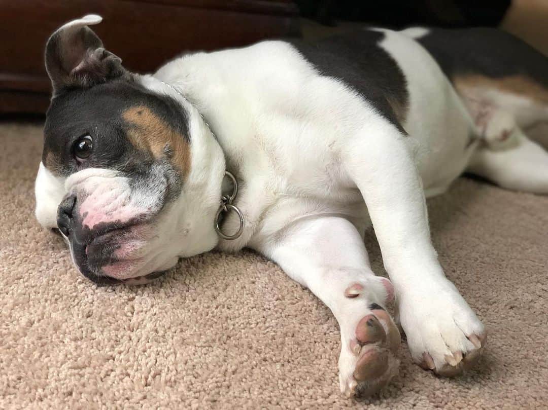 Bodhi & Butters & Bubbahのインスタグラム：「Contemplating the existential meaning of life 💁🏼‍♀️ . . . . . #bulldog #philosophy #smart #boy #dogsofinstagram #baby #cute」