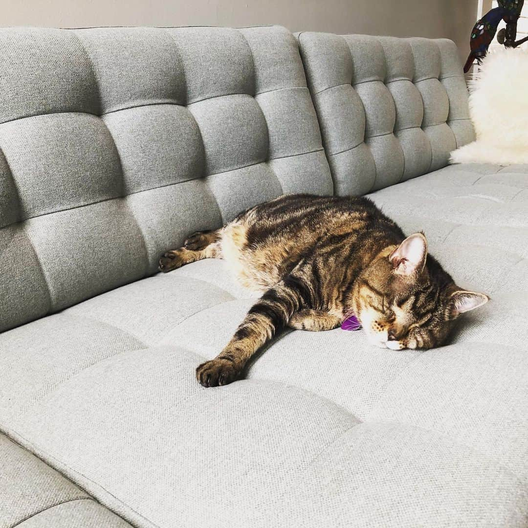 マチルダのインスタグラム：「Lounge life 😴 #catsofinstagram #aliencatmatilda」