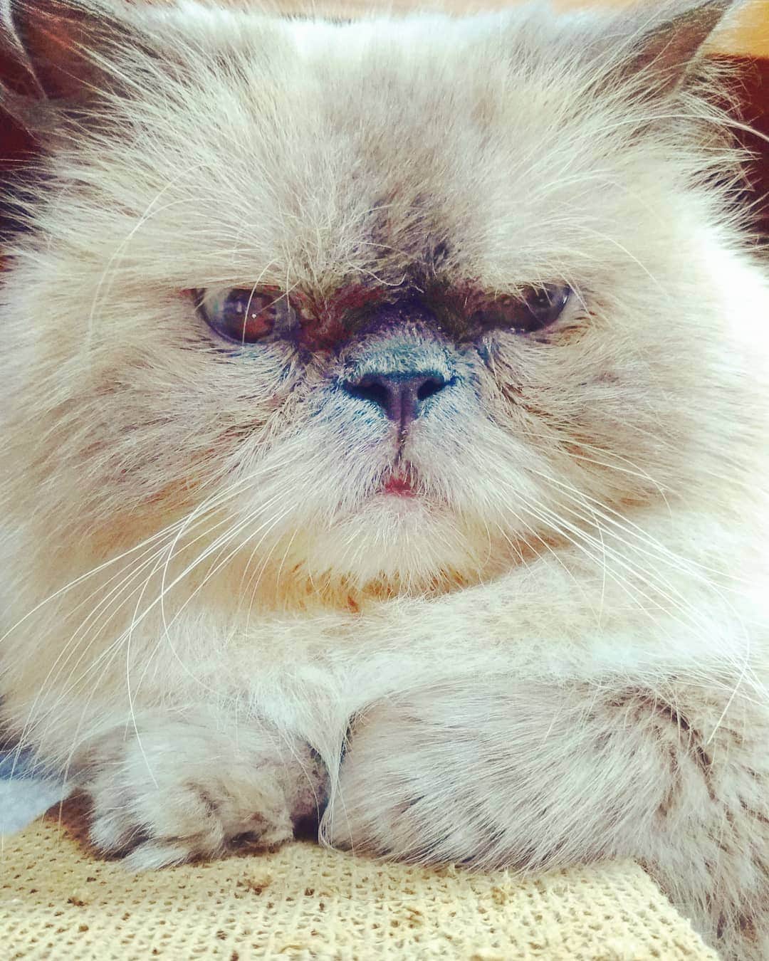 高口里純さんのインスタグラム写真 - (高口里純Instagram)「ジルさんの不機嫌顔…😖 #猫#ねこすたぐらむ #にゃんすたぐらむ #ヒマラヤン#おやすみなさい💤  #cat#himalayancat #pet#goodnight」9月4日 1時51分 - takaguchijay