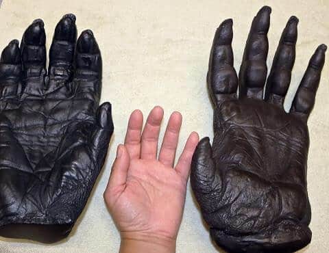 スミソニアン国立動物園さんのインスタグラム写真 - (スミソニアン国立動物園Instagram)「🤔👀 Take a close look at these two casts in the shape of great ape hands. Which one belongs to a gorilla, and which to an orangutan? (Hint: gorillas are mainly terrestrial, or ground-dwelling, apes; orangutans are mostly arboreal, or tree-dwelling, apes.) 🦍 🐵 🦍 🐵 🦍 🐵  The gorilla hand cast is on the left, and the orangutan hand cast is on the right. Orangutans have long fingers—an adaptation that allows them to swing through the trees with ease!」9月4日 2時13分 - smithsonianzoo