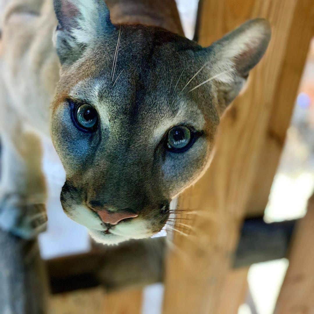 Zoological Wildlife Foundationさんのインスタグラム写真 - (Zoological Wildlife FoundationInstagram)「Picture purrrfect😍🐱 #cougar #mountainlion #puma #panther #bigcat #zwfmiami #zwf」9月4日 2時48分 - zwfmiami