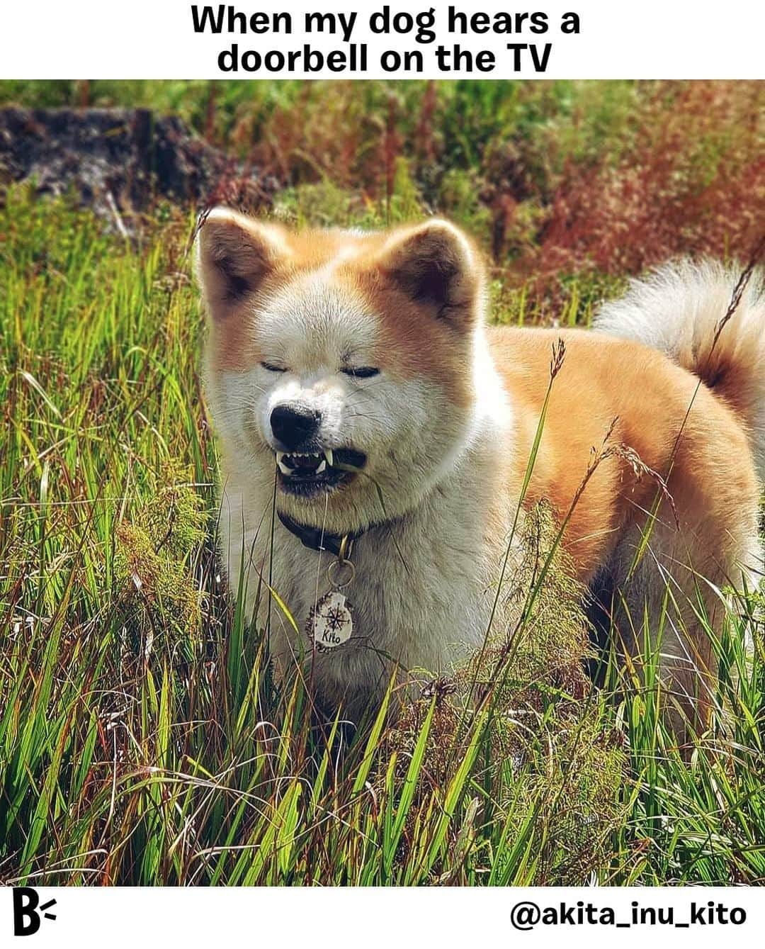 BarkBoxさんのインスタグラム写真 - (BarkBoxInstagram)「He's technically.... a good guard dog.⁠ ⁠ ⁠ @akita_inu_kita」9月4日 3時00分 - barkbox