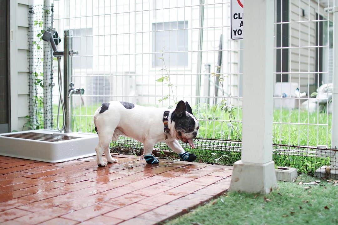 French Bulldog Lifeのインスタグラム