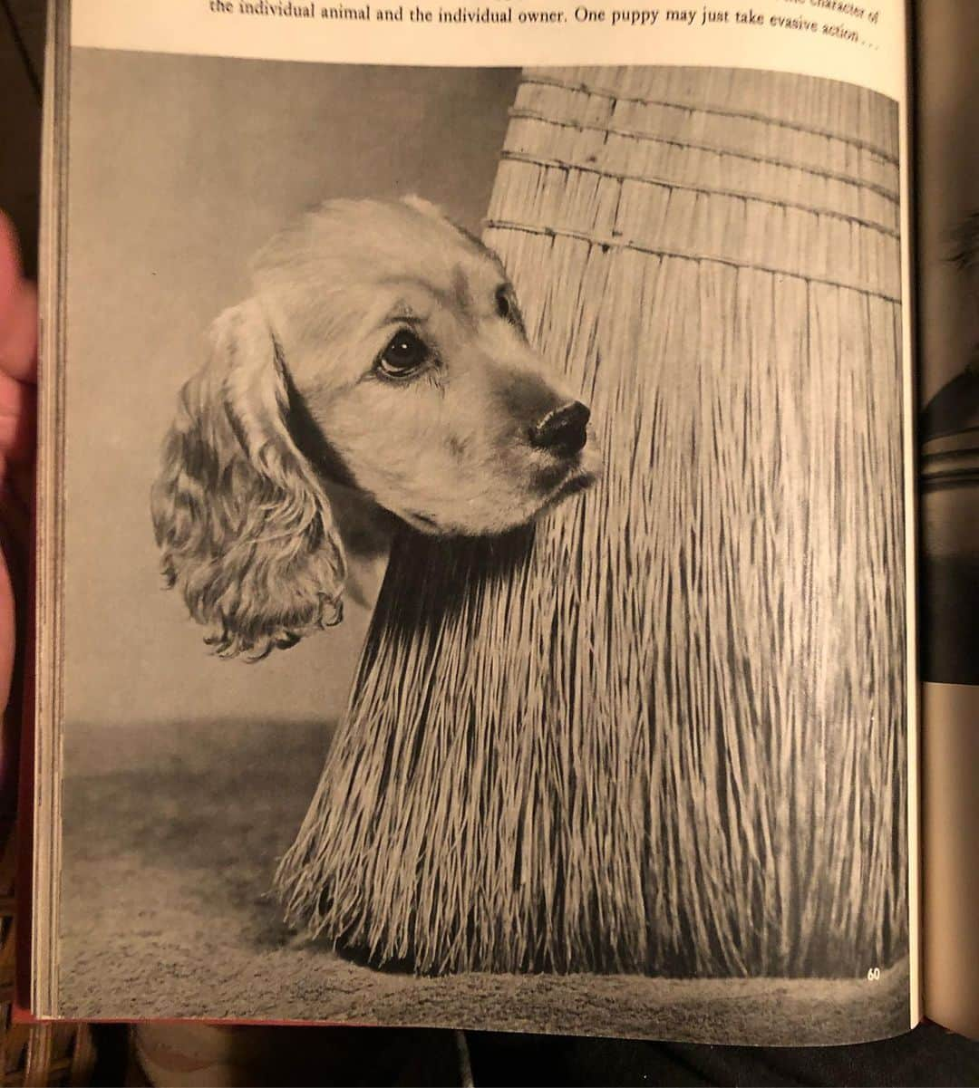 Andrew Knappさんのインスタグラム写真 - (Andrew KnappInstagram)「Typically I like to capture moments as they unfold rather than create a moment, but my friend showed me a vintage book called Puppies and I felt like recreating this shot of a cute little spaniel pup hiding behind a straw broom. I still used natural lighting, and Momo was too tall so I had to improvise with his trusty toy chest. Swipe to see the photo from the book, and the setup for the quick and dirty little shoot.」9月4日 3時15分 - andrewknapp