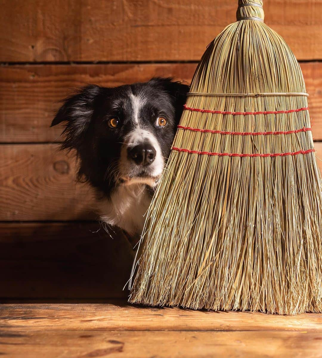 Andrew Knappさんのインスタグラム写真 - (Andrew KnappInstagram)「Typically I like to capture moments as they unfold rather than create a moment, but my friend showed me a vintage book called Puppies and I felt like recreating this shot of a cute little spaniel pup hiding behind a straw broom. I still used natural lighting, and Momo was too tall so I had to improvise with his trusty toy chest. Swipe to see the photo from the book, and the setup for the quick and dirty little shoot.」9月4日 3時15分 - andrewknapp