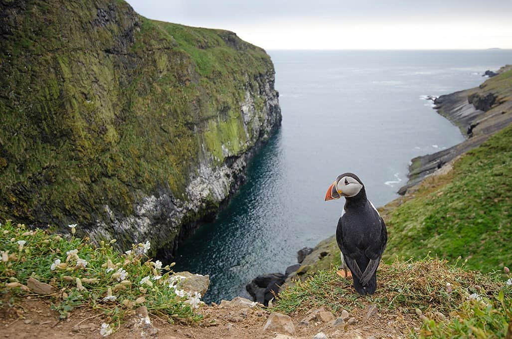 National Geographic Creativeさんのインスタグラム写真 - (National Geographic CreativeInstagram)「Photo by @bertiegregory | An Atlantic puffin stands atop a cliff on Skomer Island, Wales. #Puffin #Wales #Wildlife」9月4日 3時53分 - natgeointhefield