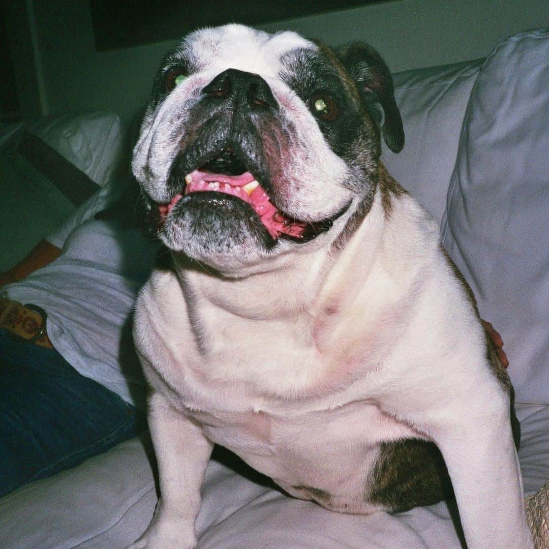 ランドリー・ベンダーのインスタグラム：「Happy 9th birthday baby blithe!!! You deserve all the shredded chicken in the world today :) I love you forever ❤️❤️」