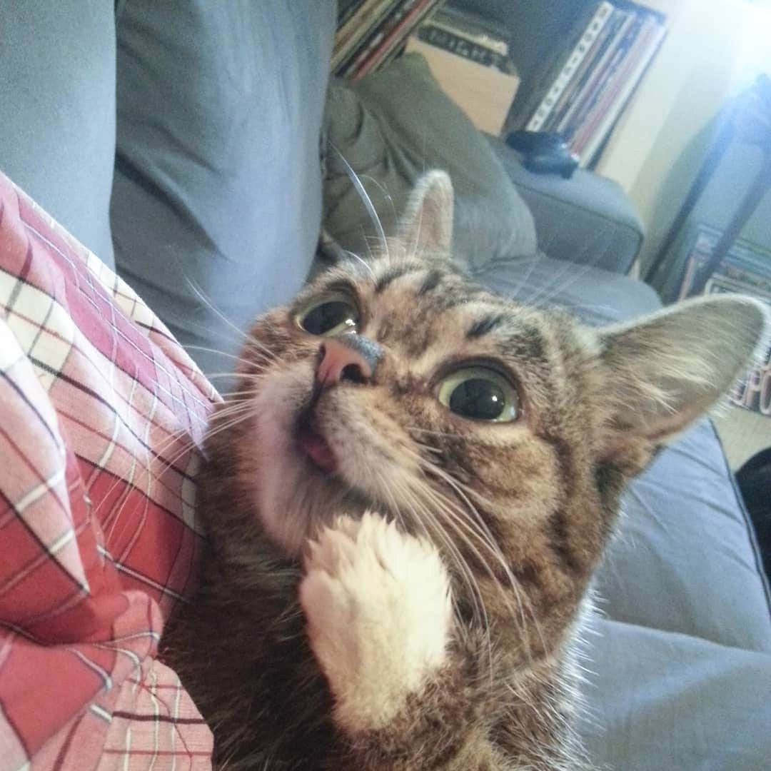 Lil BUBさんのインスタグラム写真 - (Lil BUBInstagram)「BUB's got secrets.」9月4日 6時35分 - iamlilbub