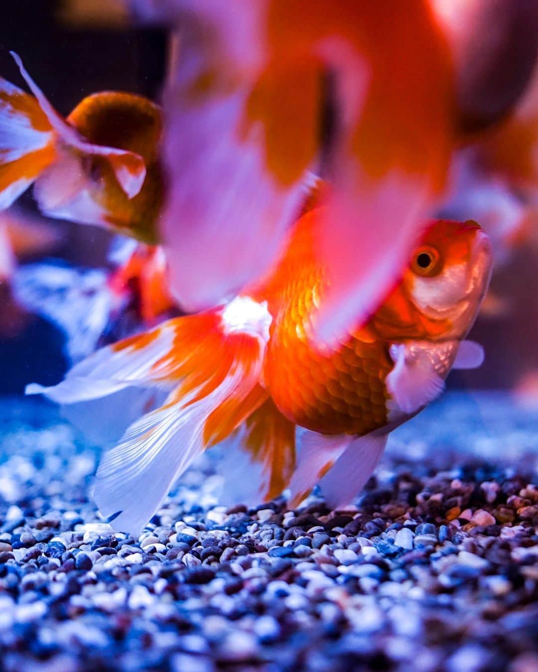 のインスタグラム：「. Beauty of the fin . . 金魚の街 大和郡山市 照明が切れるまで金魚の美しい姿を追ってました。 金魚の美しさは尾ビレかなと、ひたすら尾ビレにピント合わせ 金魚奥深い . . Town of a goldfish Yamatokoriyama-City. Konkemachi at quiet night. The goldfish water tank which is a light up. Goldfish downtown where no one has were being swum vigorously.」