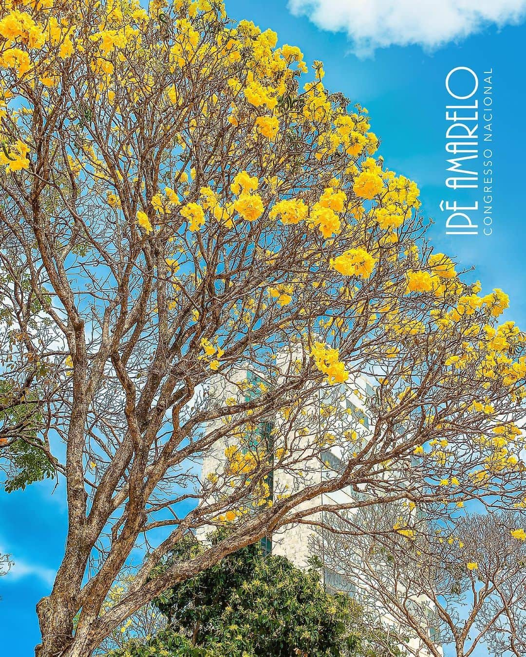 ジルマ・ルセフさんのインスタグラム写真 - (ジルマ・ルセフInstagram)「Os ipês foram plantados em Brasília para dar mais cores à cidade recém-inaugurada, contrastando com o azul do céu e com o cinza dos monumentos. #brasilia #ipes #congressonacional」9月4日 7時02分 - presidenciadobrasil