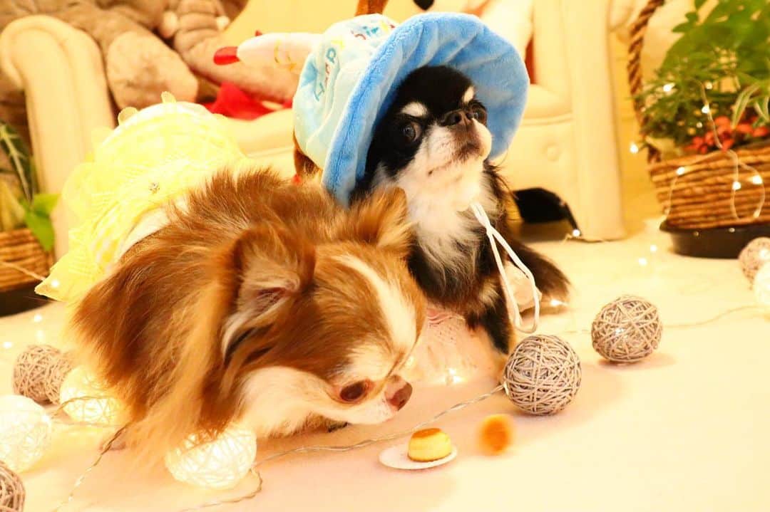 kayoのインスタグラム：「* * 本気で食べようとする らいちん😂🥞 * * パンケーキ転がってるし🥞➰➰😂 * * Lychee💗🥞Melon * * #ミニパンケーキ #パンケーキコロコロ #アルフィアカフェ * #chihuahua#chihuahualove#dogstgram#dog#instadog#チワワ#チワワ大好き * *」