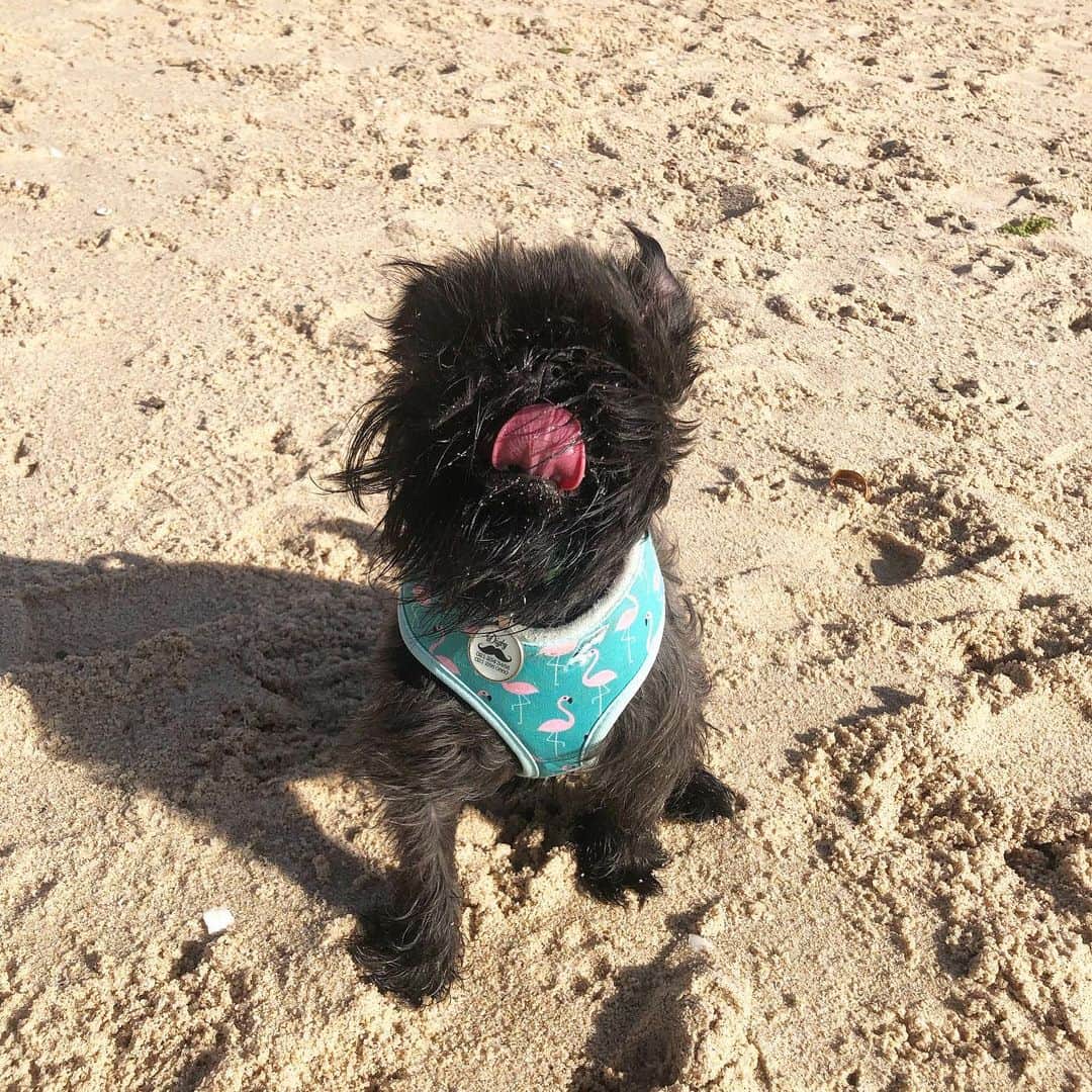 のインスタグラム：「Guess who went to the beach this weekend?  Not us. It was raining 😭 so here’s one we prepared earlier.」