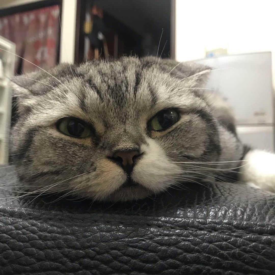KATSUOのインスタグラム：「今日はコスプレしないよ . #cat #catsofinstagram #catstagram #instacat #cutecat #katsuo」