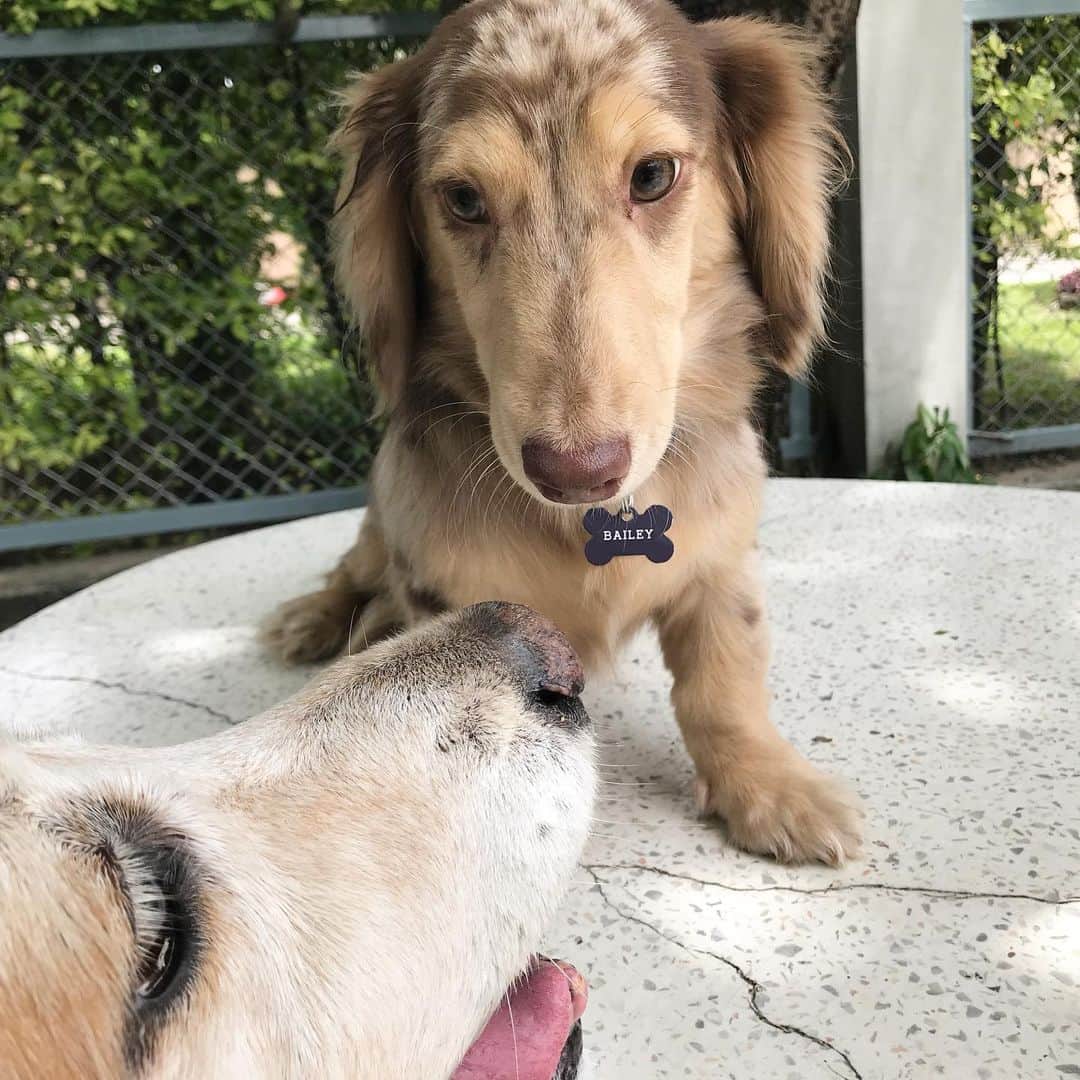 Hoykong&Plamuekのインスタグラム：「Meeting Bailey first time ❤️@thethreesausageteers」