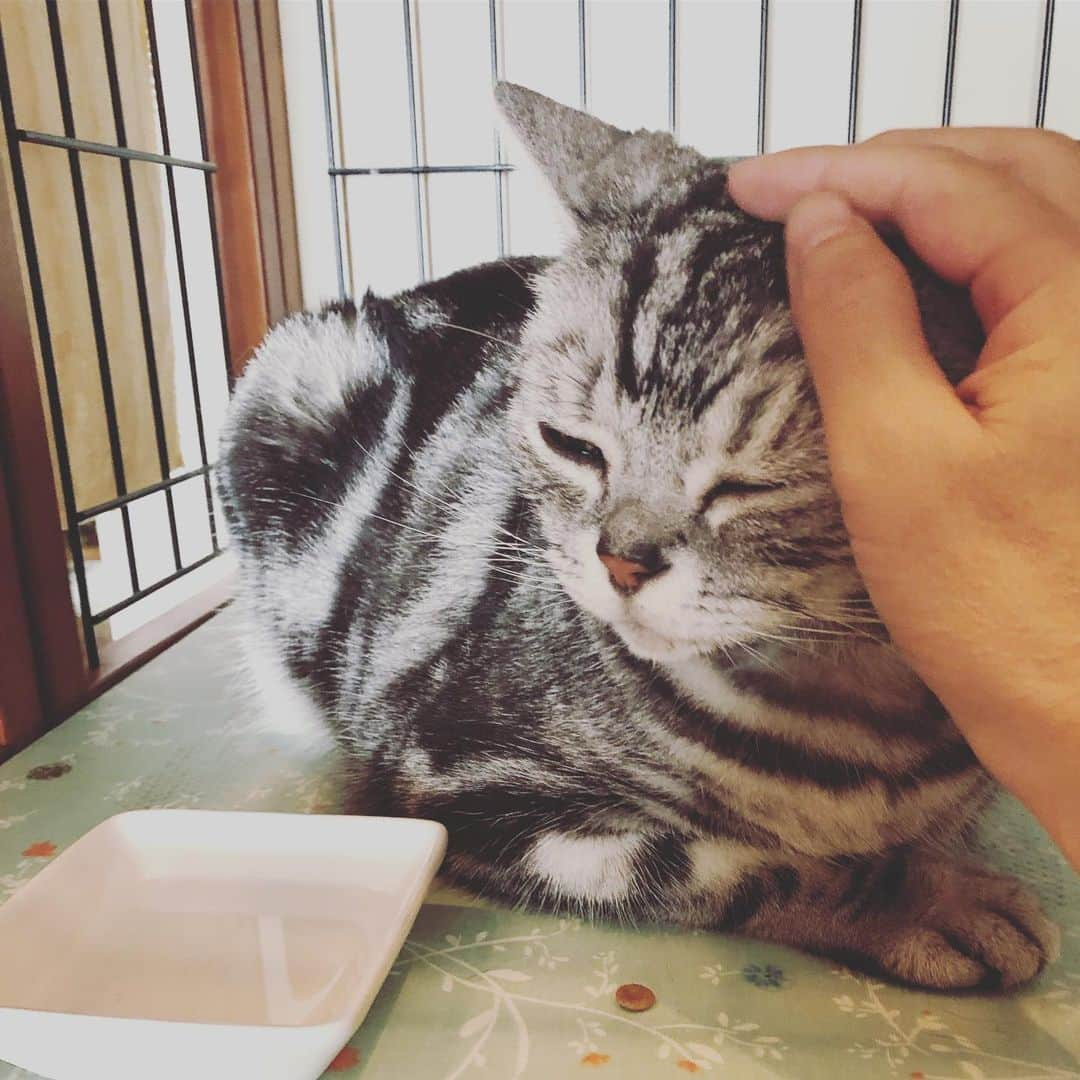 chai0219さんのインスタグラム写真 - (chai0219Instagram)「出て来てくれた❤︎ #americanshorthair #kitty #kitten #cat #cats #catstagram #neco #アメショ #アメショー #アメリカンショートヘア #ねこ #猫 #ネコ #にゃんこ #ニャンコ #ねこ部 #猫もふ #ねこのきもち  #慢性腎不全 #ねこのいる生活 #ねこのいる暮らし」8月11日 16時08分 - chai0219