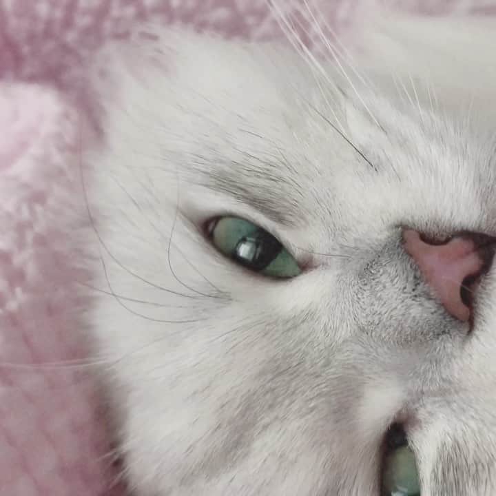 후추네큰언니のインスタグラム：「밀착취재 📹 . . . . . #후추  #고양이  #냥스타그램 #캣스타그램  #Hoochu #Hoochuthecat #cat #cats #catstagram #catsofinstagram #topcatphoto #bestmeow #ilovecat #cute #fluffy #petstagram #instacats」