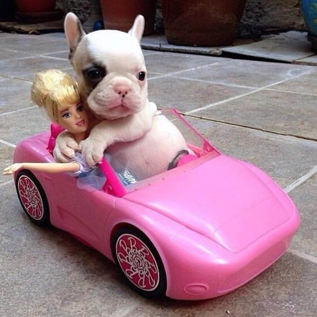 SHEINさんのインスタグラム写真 - (SHEINInstagram)「Get out me car!! #Beep #Beep via @lisamcconniffe #SHEIN #SHEINinspo」8月11日 7時22分 - sheinofficial