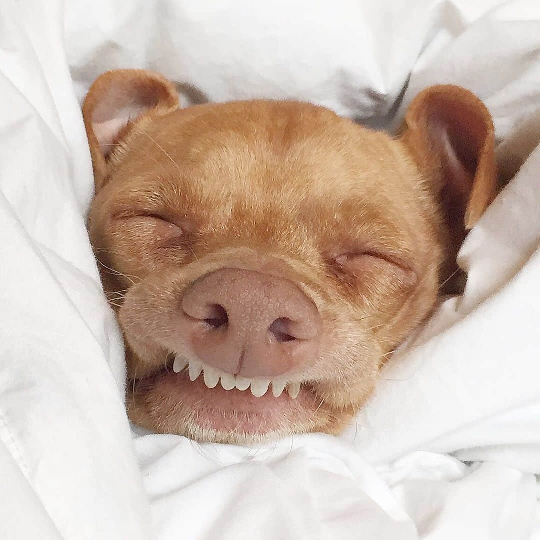 Tuna {breed:chiweenie} さんのインスタグラム写真 - (Tuna {breed:chiweenie} Instagram)「Now that he’s 9, he says he’s too old to go out on a Saturday night, and is in bed by 6.30pm. #hisconceptofageisinaccurate」8月11日 7時29分 - tunameltsmyheart