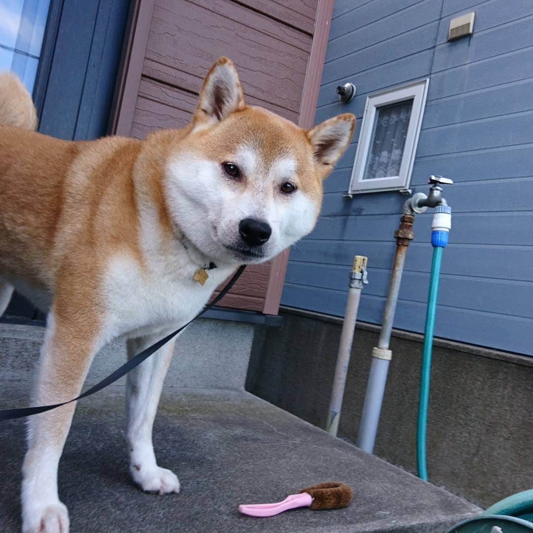 柴犬⭐️サスケさんのインスタグラム写真 - (柴犬⭐️サスケInstagram)「おはわん #朝ん歩 #5分#草#💩#柴ドリル#2秒前#休憩#ふてぶてしい#柴北会 #柴犬#赤柴」8月11日 7時54分 - shiba20150405