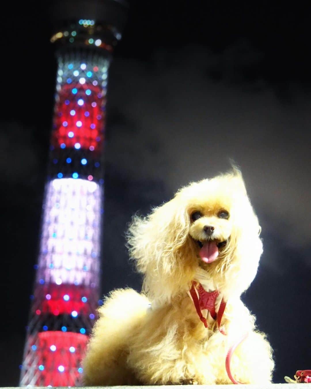 Toypoodle Mikuru?Asakusa Tokyoのインスタグラム：「20190811 Sunday. Good morning! Friends ✨ . 久々にスカイツリー✖️みくるん 昨日8月10日は、SNOOPYのお誕生日ということで特別ライティングでした✨ 疲れて寝落ちしてしまったので、昨夜リアル更新出来ず残念😓 . 連休2日目も猛暑🥵 みきゅるんは何処へ行くのかなぁ？ . #tokyoskytree #精霊流し #隅田川」