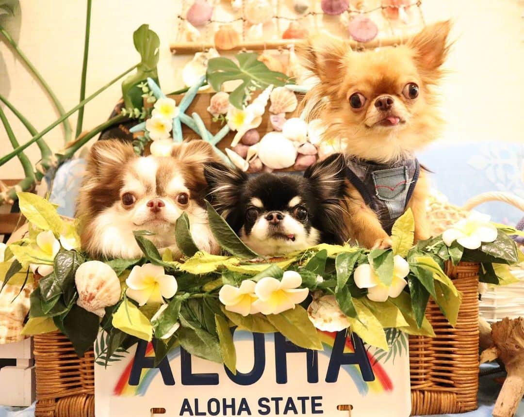kayoのインスタグラム：「* * Aloha〜🌴🌺🏄‍♂️ * * お盆休みにハワイに来てまーす✨✨✨ とか言うてみたい😭 * * Lychee🌺Melon🌺kulio * * #Aloha #chihuahua#chihuahualove#dogstgram#dog#instadog#チワワ#チワワ大好き * *」