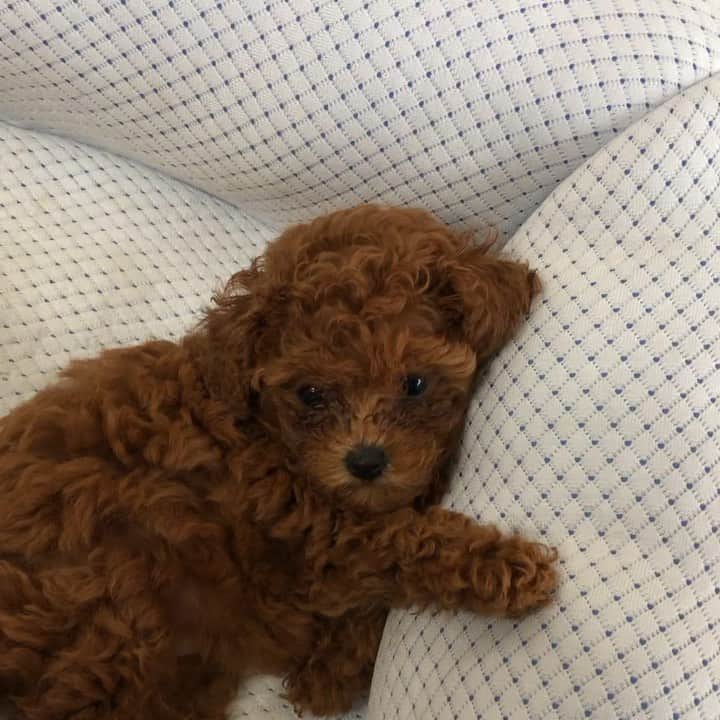 ももちゃん & まろんたんのインスタグラム：「キナたんとモカたん☺️💓 ・ #dog #dogs #dogstagram #poodle #poodles #poodlelove #poodleclub #toypoodle #toypoodles #toypoodlelove #toypoodleclub #east_dog_japan #all_dog_japan #ig_poodle #poodlesofficial #ふわふわ #ふわもこ部 #トイプードル #トイプードル部 #トイプードル大好き #トイプードル多頭飼い #まろんたん #ティーカッププードル #わんこなしでは生きていけません会 #pecoいぬ部 #joker六本木ヒルズ店 #トリミング #puppystagram #toypoodleofficial #puppy」