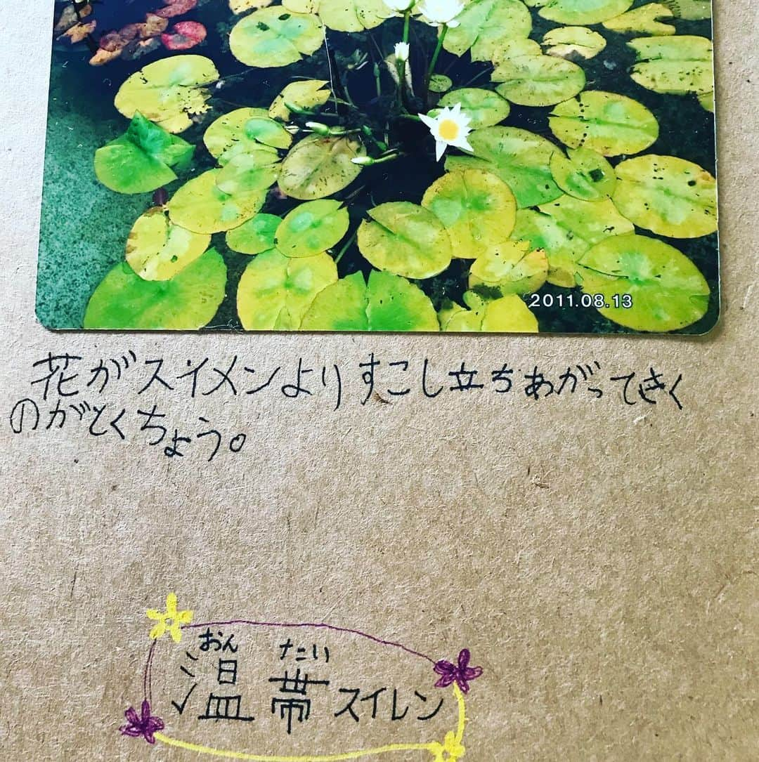 前野えまさんのインスタグラム写真 - (前野えまInstagram)「夏休みといえば自由研究🌻 小2の頃に神奈川県平塚市の「花菜ガーデン」に行ってお花について自由研究をしました。 たくさん写真を撮って図鑑で調べて作った「エマのお花図鑑」💐 懐かしい思い出です🌱  #夏休み #夏休み自由研究 #自由研究 #花 #花図鑑 #神奈川県 #平塚市 #花菜ガーデン #花菜ガーデン平塚 #夏の思い出 #夏の工作 #夏の花 #懐かしい思い出 #前野えま #FAVO♡ #みんなでおこそうfavo革命」8月11日 9時07分 - maeno_ema