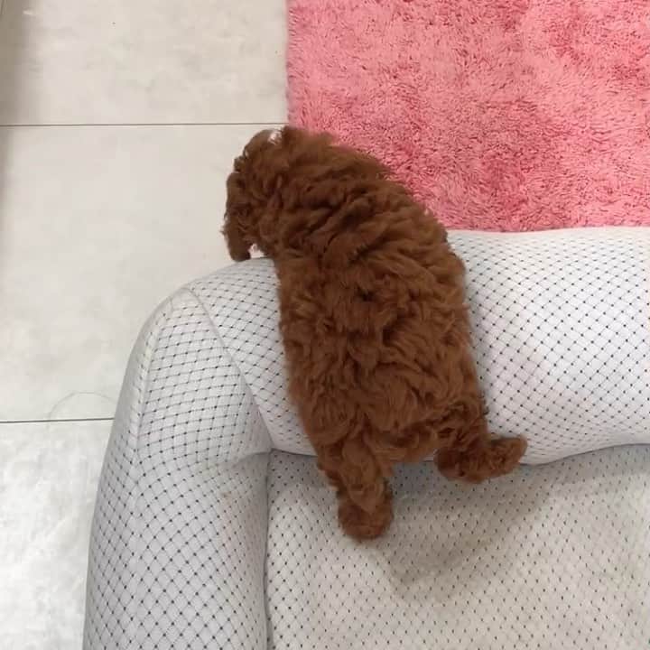ももちゃん & まろんたんのインスタグラム：「ずっとお尻見てたい😍😍😍笑笑 ・ #dog #dogs #dogstagram #poodle #poodles #poodlelove #poodleclub #toypoodle #toypoodles #toypoodlelove #toypoodleclub #east_dog_japan #all_dog_japan #ig_poodle #poodlesofficial #ふわふわ #ふわもこ部 #トイプードル #トイプードル部 #トイプードル大好き #トイプードル多頭飼い #まろんたん #ティーカッププードル #わんこなしでは生きていけません会 #pecoいぬ部 #joker六本木ヒルズ店 #トリミング #puppystagram #toypoodleofficial #puppy」