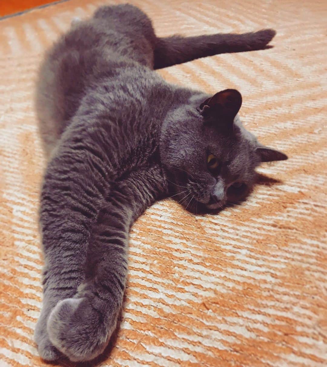 チキン南蛮カレーのルウ王子のグルメインスタ